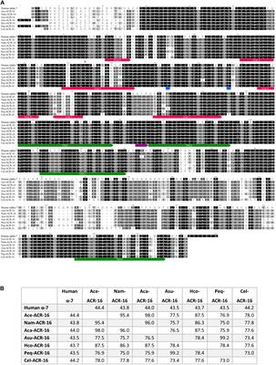 A Functional Comparison of Homopentameric Nicotinic Acetylcholine Receptors (ACR-16) Receptors From Necator americanus and Ancylostoma ceylanicum